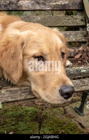 Issaquah, Staat Washington, USA. Neun Monate alter Golden Retriever. (PR) Stockfoto