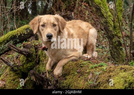 Issaquah, Staat Washington, USA. Der neun Monate alte Golden Retriever klettert auf einem moosbedeckten, gefallenen Baumstamm. (PR) Stockfoto