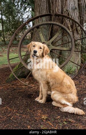 Issaquah, Staat Washington, USA. Der neun Monate alte Golden Retriever sitzt vor einem antiken Rad, das sich an einem westlichen Rotzederbaum lehnt. (PR) Stockfoto