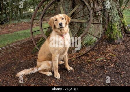 Issaquah, Staat Washington, USA. Der neun Monate alte Golden Retriever sitzt vor einem antiken Rad, das gegen einen westlichen Rotzederbaum steht. (PR) Stockfoto