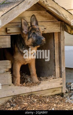Issaquah, Staat Washington, USA. Vier Monate alter Schäferhund-Welpe schaut aus seinem hundehütte. (PR) Stockfoto