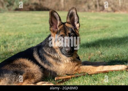 Issaquah, Staat Washington, USA. Vier Monate alter Schäferhund-Welpe, der nach der Spielzeit im Gras ruht, mit seinem Stock neben ihm. (PR) Stockfoto