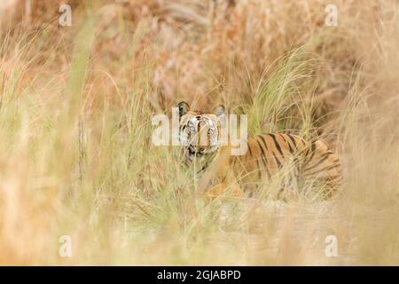 Royal Bengal Tiger Grinning, Corbett National Park, Indien. Stockfoto