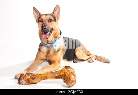 Deutscher Schäferhund glücklich und lächelnd mit Hundeknochen. Stockfoto