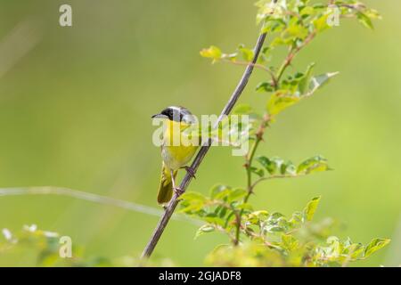 Gewöhnlicher Gelbkehlkopf (Geothlypis trichas) in Prairie Marion County, Illinois. Stockfoto