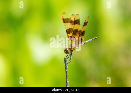 Halloween Pennant (Celithemis eponina) männlich Marion County, Illinois. Stockfoto