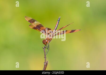 Halloween Pennant (Celithemis eponina) männlich Marion County, Illinois. Stockfoto