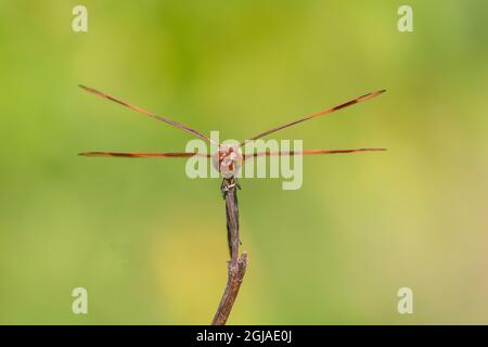 Halloween Pennant (Celithemis eponina) männlich Marion County, Illinois. Stockfoto