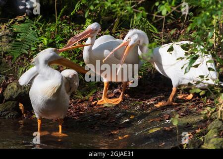 Drei weiße Pelikane kämpfen und zischen Stockfoto