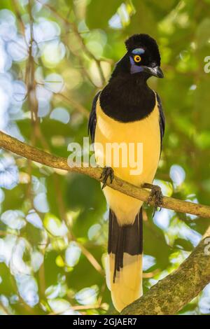 Argentinien, Iguazu Falls National Park. eichelhäher mit Plüschkuppel im Baum. Kredit als: Cathy & Gordon Illg / Jaynes Gallery / DanitaDelimont.com Stockfoto