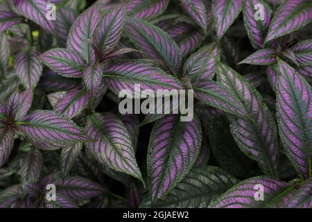 Strobilanthes dyerianus - Persian Shield Pflanze. Stockfoto