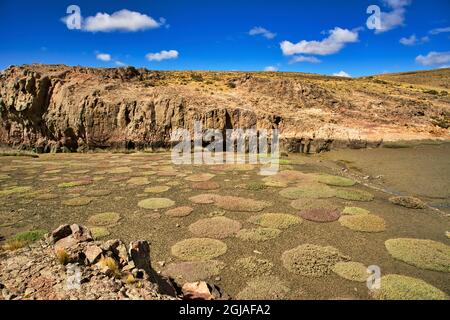 Argentinien, Santa Cruz. Puerto Deseado, entlang der Flussmündung des Deseado bei Ebbe. Stockfoto