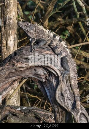 Belize, Crooked Tree Wildlife Sanctuary, Schwarzer Stachelschwanziguan (Ctenosaura similis}. Stockfoto
