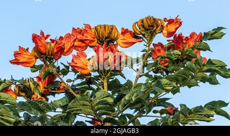 Belize, Crooked Tree Village, African Tulip Tree (Spathodea campanulata). Stockfoto