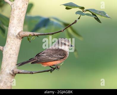 Belize, Crooked Tree Wildlife Sanctuary, Female Vermillion Flycatcher (Pyrocephalus rubinus). Stockfoto