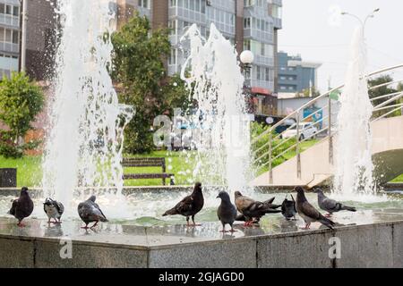 Eine Ansammlung von Tauben Trinkwasserbrunnen in einem Stadtpark an einem sonnigen Tag. Stockfoto