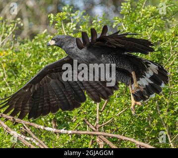 Belize, Crooked Tree Wildlife Sanctuary, Great Black Hawk (Buteogallus urubitinga). Stockfoto