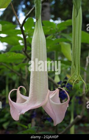 Brugmansia versicolor 'Ecuador Pink' Engel Trompetenblume. Stockfoto