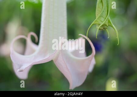 Brugmansia versicolor 'Ecuador Pink' Engel Trompetenblume. Stockfoto