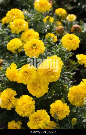 Tagetes patula 'Bonanza Yellow' Ringelblumen. Stockfoto