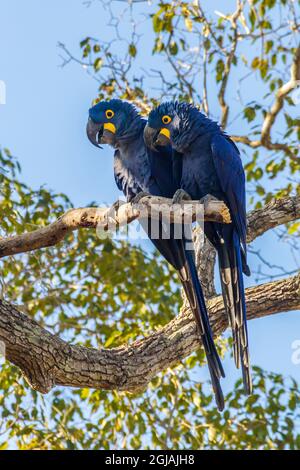 Brasilien, Pantanal. Hyazinthe-Ara-Paar im Baum. Kredit als: Cathy & Gordon Illg / Jaynes Gallery / DanitaDelimont.com Stockfoto