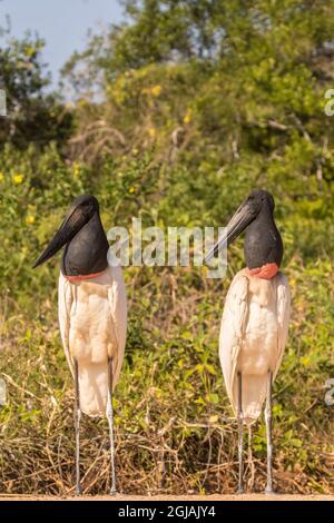 Brasilien, Pantanal. Jabiru Störche aus der Nähe. Kredit als: Cathy & Gordon Illg / Jaynes Gallery / DanitaDelimont.com Stockfoto