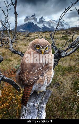 Südamerika, Chile, Patagonien. Austral-Schweineule aus der Nähe. Stockfoto