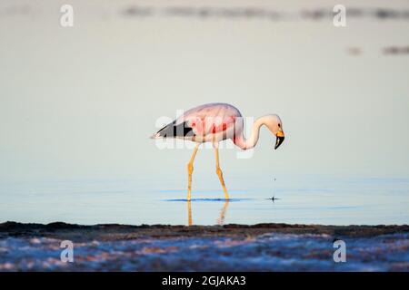 Chile, San Pedro de Atacama, Salar de Atacama, Nationalpark Los Flamencos, Flamingo der Anden, Phoenicoparrus andinus. Ein andinischer Flamingo geht in Th Stockfoto