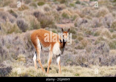 Chile, Putre, Nationalpark Lauca. Porträt eines wilden Vicuna. Stockfoto