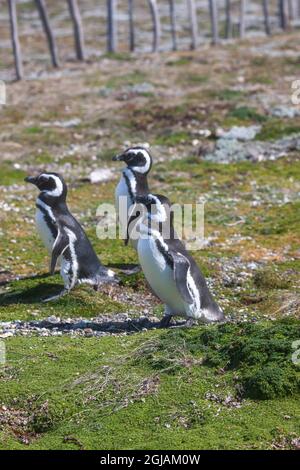 Diese Pinguine leben am Ufer des Pazifischen Ozeans am Otway Sound in Chile Stockfoto