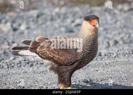 Die Südliche Crested Caracara ist ein Greifvogel der Familie Falconidae. Dieser Vogel wurde in der Region Magallanes in Chile fotografiert. Stockfoto
