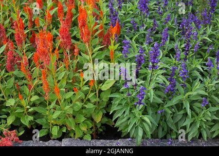 Oragne celosia neben Salvia farinacea in einem Blumenbeet. Stockfoto