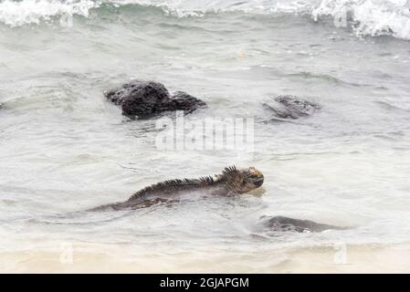 Ecuador, Galapagos-Inseln, Isabela-Insel. Marine-Leguan schwimmt in Brandung Stockfoto