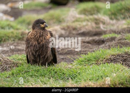 Falkland Islands, New Island. Nahaufnahme des gestreifte Karakara-Vogels. Kredit wie: Don Grall / Jaynes Gallery / DanitaDelimont.com Stockfoto