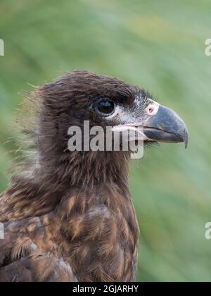 Jugendlich mit typisch blasser Gesichtshaut. Gestreift Caracara oder Johnny Rook, geschützt, endemisch auf den Falkland-Inseln. Stockfoto