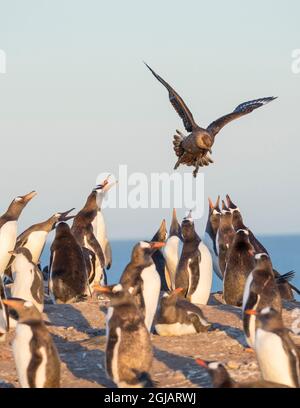 Falkland skua preying auf Gentoo Penguins schweben über Kolonie. Falkland-Inseln. Stockfoto