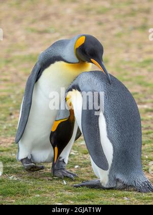 Balz-Anzeige. Königspinguin auf den Falklandinseln. Stockfoto