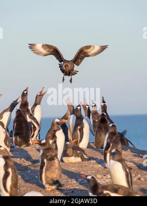 Braune Skua schweben über der Kolonie und preschen Gentoo-Pinguine, Falkland-Inseln. Stockfoto