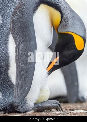 Das Ei wird vom erwachsenen Königspinguin beim Balancieren auf den Falkland-Inseln bebrütet. Stockfoto