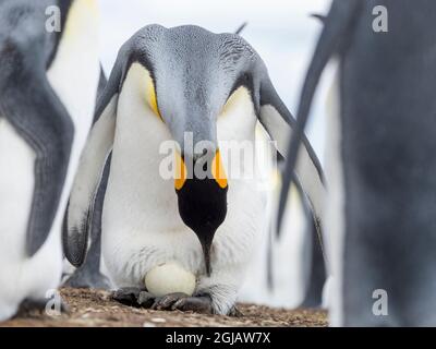 Das Ei wird vom erwachsenen Königspinguin beim Balancieren auf den Falkland-Inseln bebrütet. Stockfoto