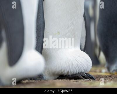 Das Ei wird vom erwachsenen Königspinguin beim Balancieren auf den Falkland-Inseln bebrütet. Stockfoto