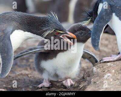 Küken mit Erwachsenen auf Bleaker Island. Rockhopper Penguin, Unterart Southern Rockhopper Penguin, Falkland Islands. Stockfoto