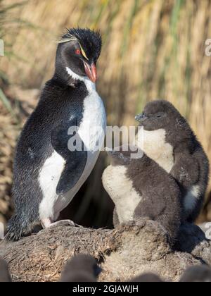 Küken mit Erwachsenen auf Bleaker Island. Rockhopper Penguin, Unterart Southern Rockhopper Penguin, Falkland Islands. Stockfoto