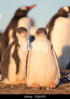 Gentoo-Pinguin-Küken auf den Falkland-Inseln. Stockfoto