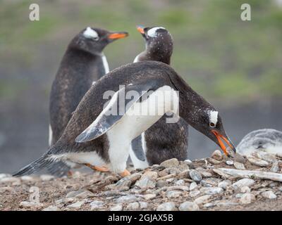 Gentoo-Pinguin sammelt Nistmaterial auf den Falkland-Inseln. Stockfoto