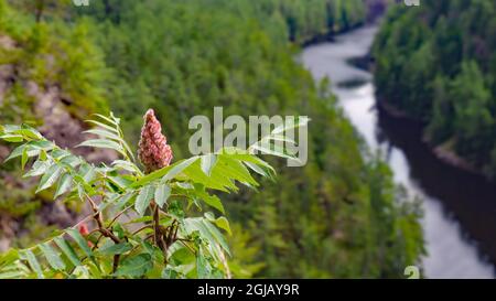 Barron Canyon Trail, Algonquin Provincial Park, Ontario, Kanada - Nahaufnahme eines Sumpfbaums, der am Rand einer Klippe mit Blick auf den Barron River wächst Stockfoto