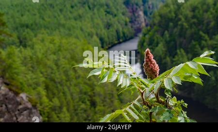 Barron Canyon Trail, Algonquin Provincial Park, Ontario, Kanada - Nahaufnahme eines Sumpfbaums, der am Rand einer Klippe mit Blick auf den Barron River wächst Stockfoto