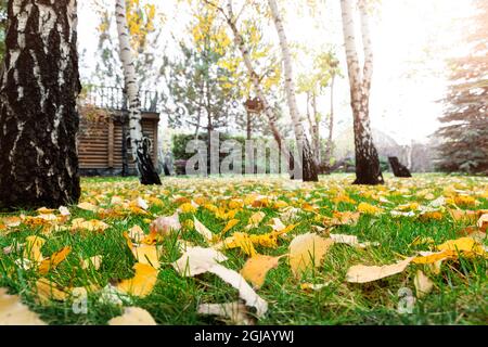 Low Angle POV Scenery Multicoloroed Bright Vibrant Oak and Birke First Fallen Dry Leaves on Green Grass Rasen auf dem Campus Hof oder Stadtpark Garten in Stockfoto