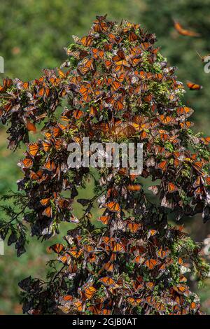 Monarch Butterfly Migration in Mexiko ist als UNESCO-Biosphärenreservat geschützt Stockfoto