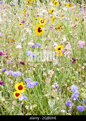 wildblumen Mischung von Pflanzen in der Blüte in bunten Sommer-Display Stockfoto